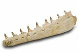Mosasaur (Pluridens) Jaw with Nine Teeth - Morocco #334605-2